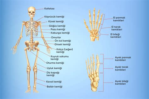 omur kemiği hangi kemik çeşididir